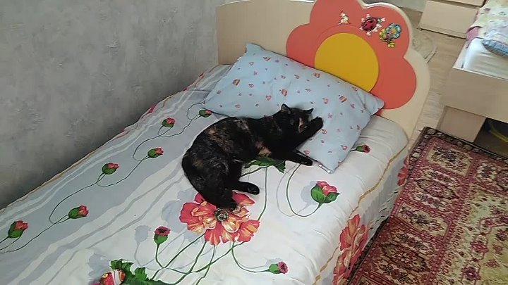 Почему кошка ложится на человека и спит на нём?
