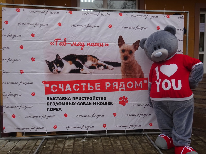 Как правильно делать клизмы котам самостоятельно дома при запорах