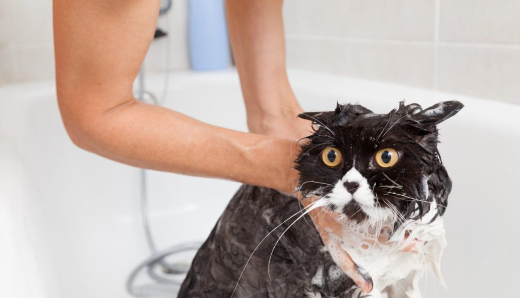 Как помыть кота, если он боится воды и царапается? причины и признаки боязни воды. какие приспособления необходимы в этом случае?