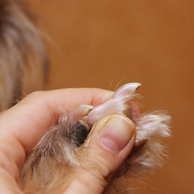 Как можно подстричь йоркширского терьера: стрижки для собак разного возраста