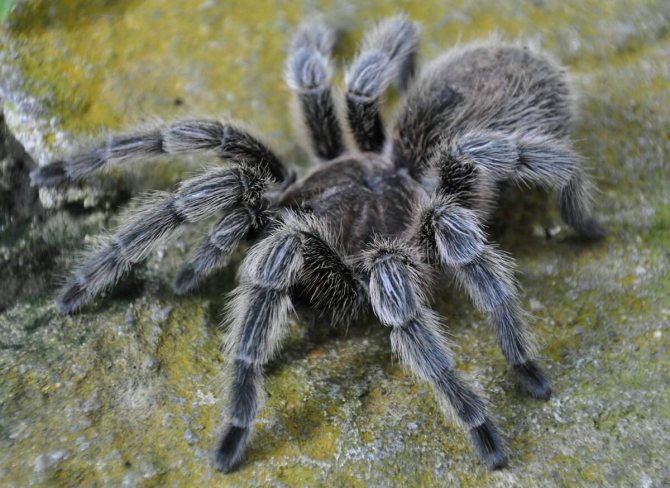 Южнорусский тарантул: как выглядит, где обитает, чем кормить в домашних условиях