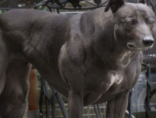 Самые сильные и выносливые собаки в мире: топовые породы и рекордсмены