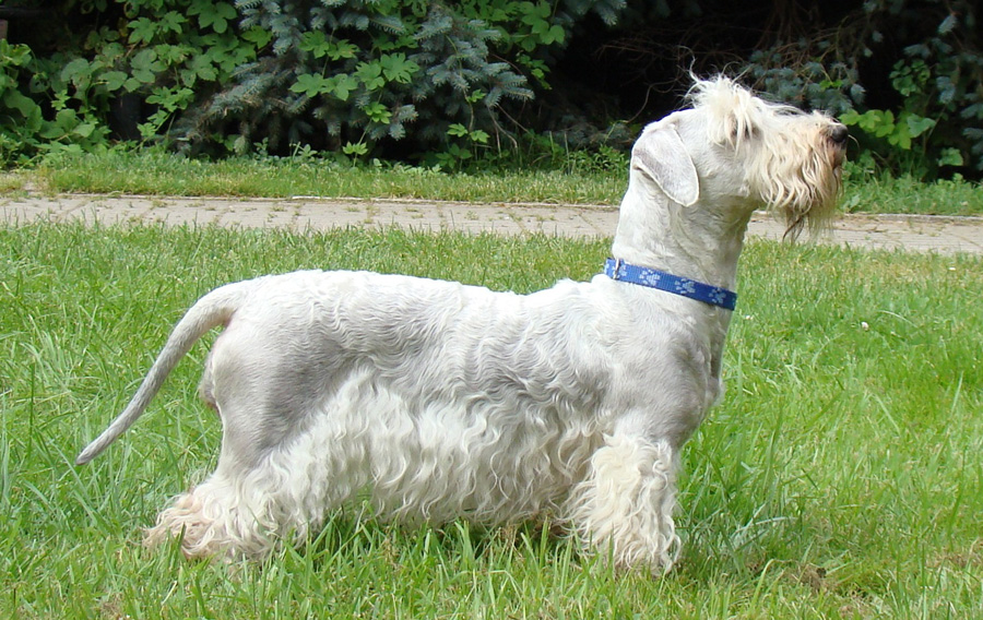 Йоркширский терьер собака. описание, особенности, виды, уход и цена породы