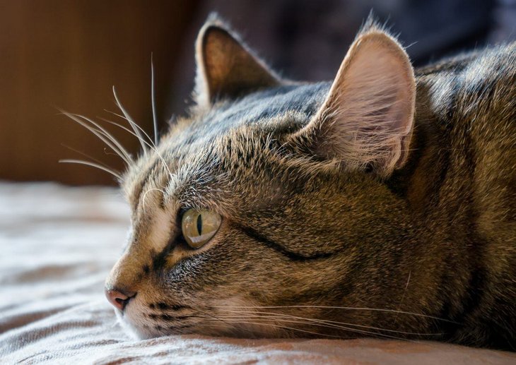 Забывают ли кошки своих хозяев?
