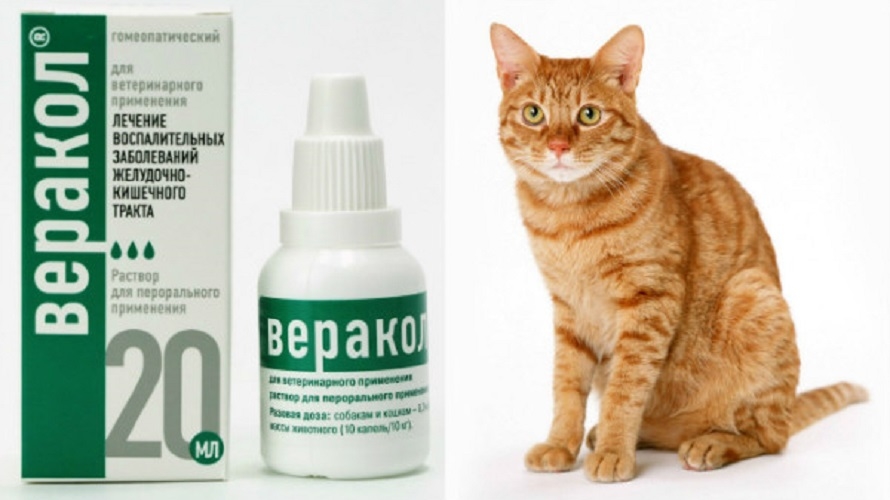 Как правильно применять препарат веракол для кошек и собак?