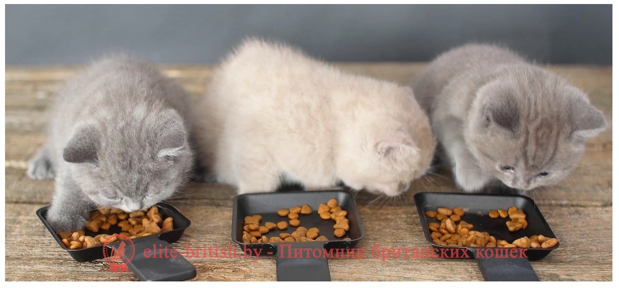Натуральное питание британских кошек: нормы кормления и режим