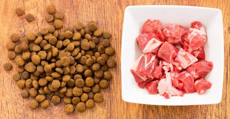 Можно ли кормить собаку сухим и натуральным кормом одновременно: в каких случаях допустимо, плюсы и минусы