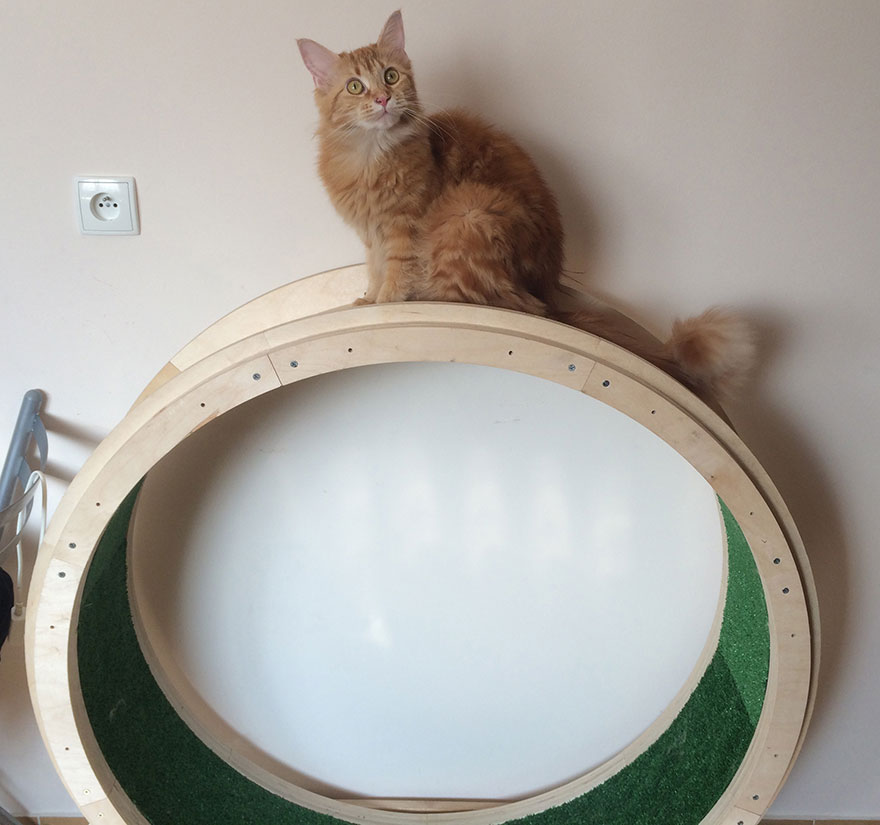 Беговое колесо для кошек: как выбрать тренажер для кота? пошаговая инструкция изготовления своими руками