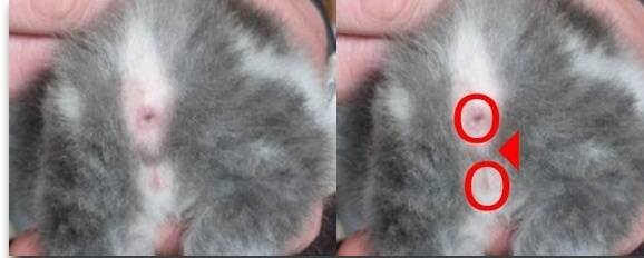 Как определить пол котенка. 5 эффективных методов с фото как отличить кошку от кота