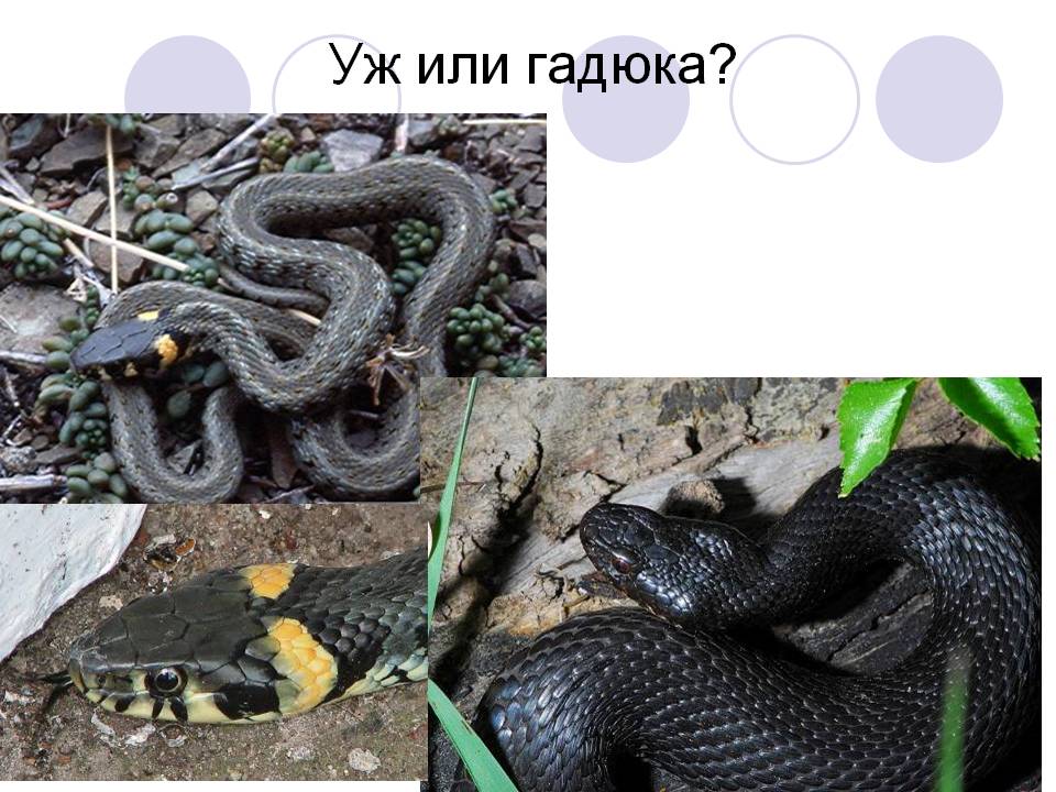 Как выглядят уж и ядовитые змеи, и как их отличить