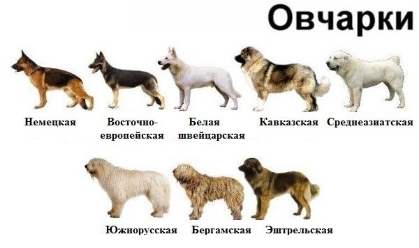 Виды овчарок с фотографиями и названиями на русском