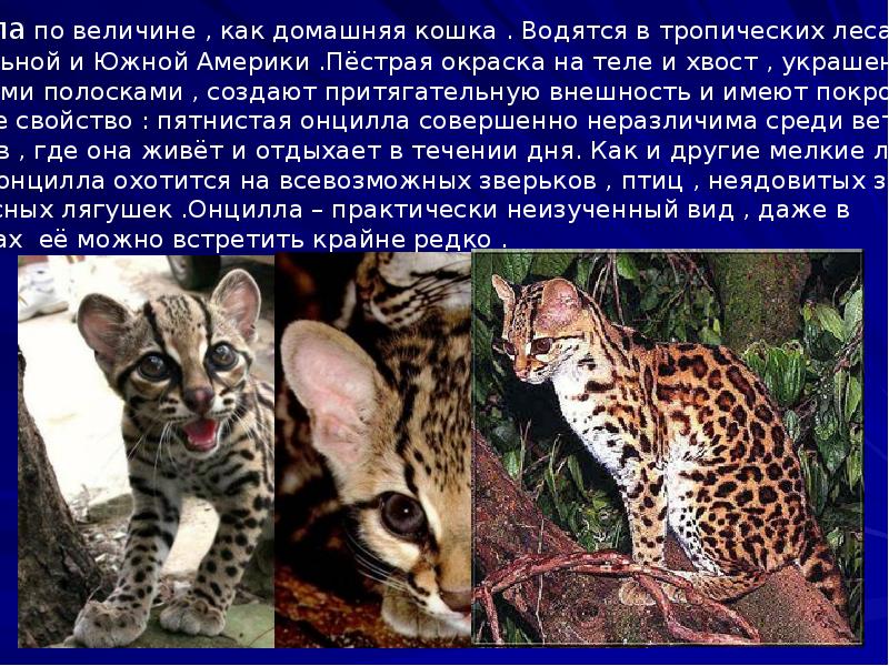 Дикая кошка онцилла: описание внешности и характера, ареал обитания и образ жизни, размножение и численность вида