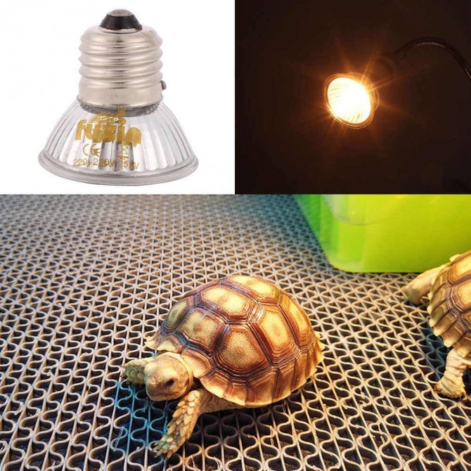 Уф лампа для красноухой черепахи. какую уф лампу выбрать?