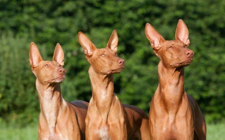 Фараонова собака - 115 фото внешнего вида и особенностей содержания