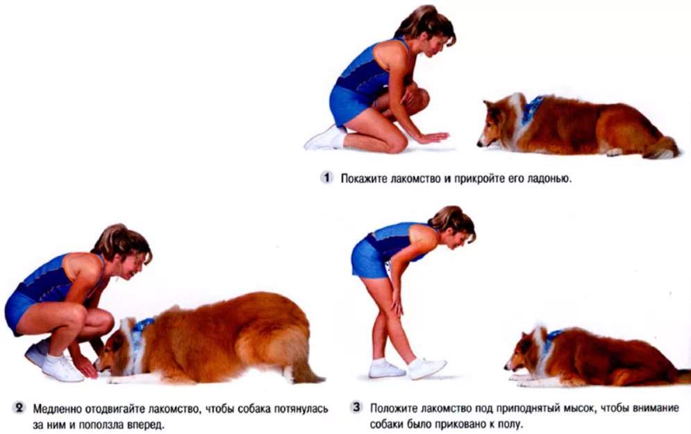 Как самому научить щенка командам: инструкции для базовых и дополнительных команд, обучаем собаку трюкам