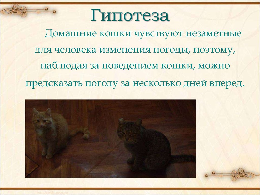 Кошачьи странности: объяснение некоторых повадок питомцев | gafki.ru | яндекс дзен