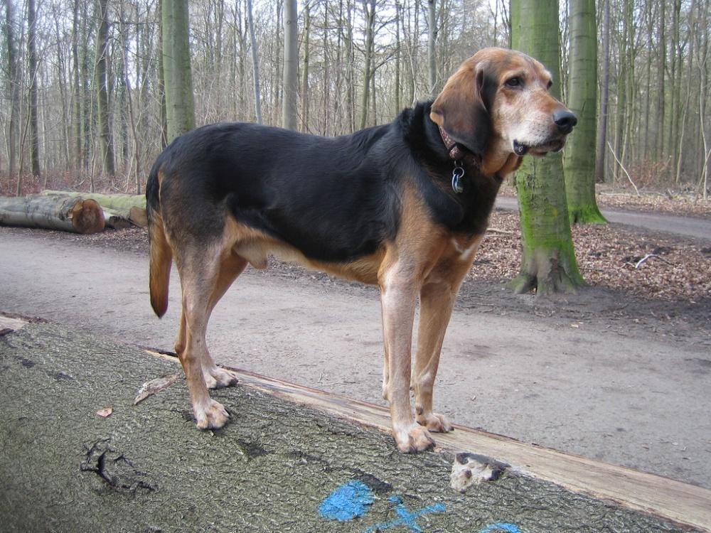 Польская гончая (польский огар) — фото, описание породы собак, особенности характера