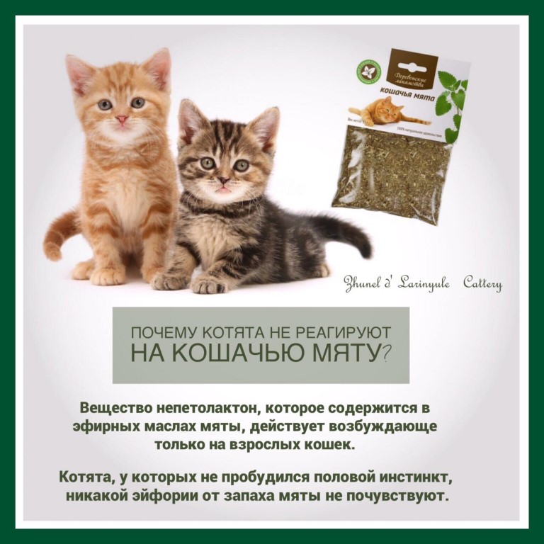 Можно коту мяту. Почему коты любят мяту. Кот нанюхался кошачьей мяты. Котики на продажу. Как коты реагируют на кошачью мяту.