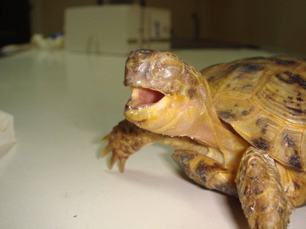 Чем опасны черепахи дома
