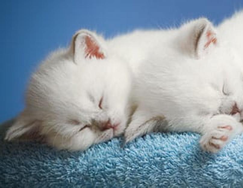 К чему снится много кошек женщине или мужчине - толкование сна по сонникам