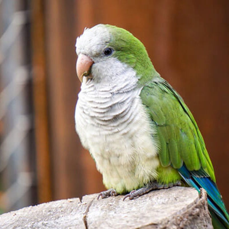 Попугай квакер: особенности, темперамент и характер, содержание дома