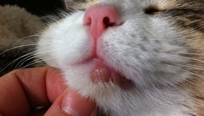 Пищевая аллергия у кошек: симптомы и лечение