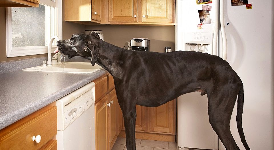 Топ-10 самых больших собак в мире (фото)