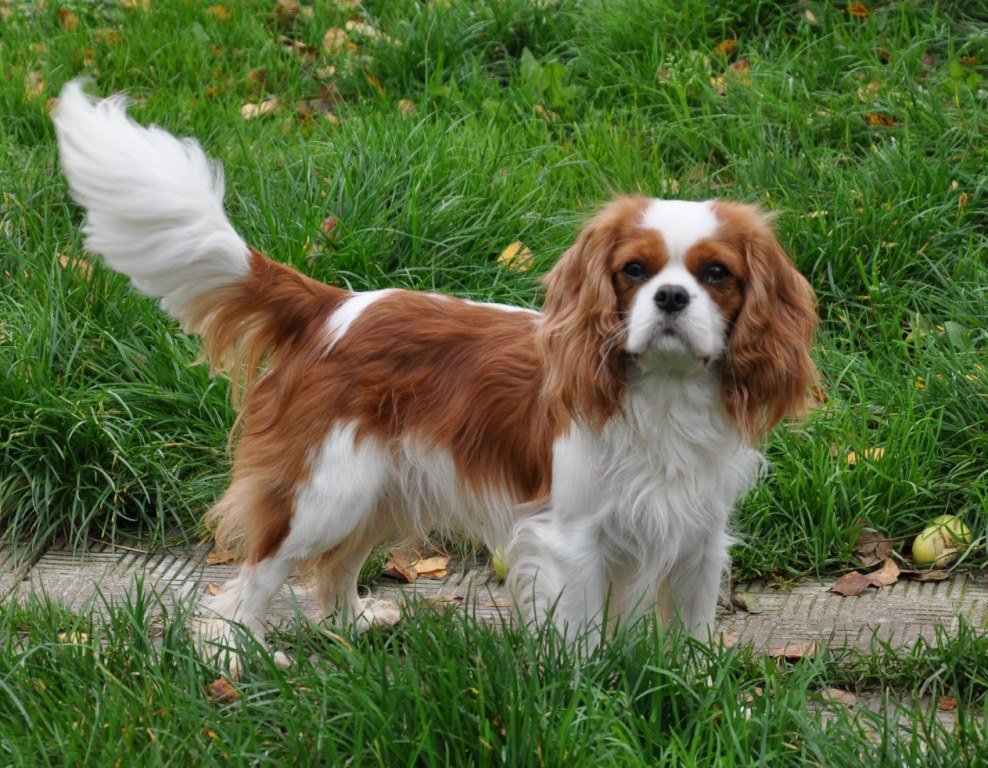 Cavalier king charles spaniel adoptar