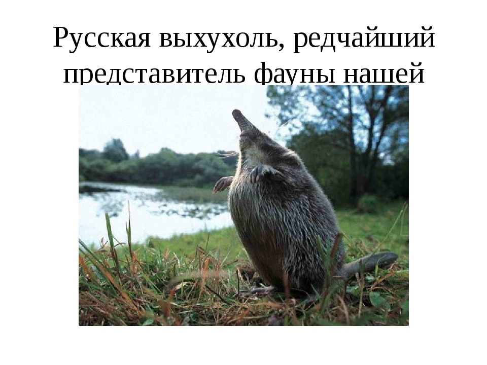 Русская выхухоль | описания и фото животных | некоммерческий учебно-познавательный интернет-портал зоогалактика