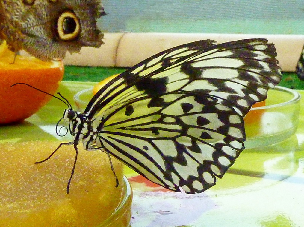 ᐉ как бабочки зимуют в домашних условиях - godacha.ru
