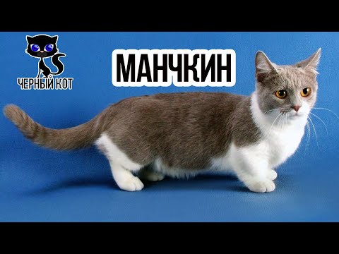 Манчкин: кошки и коты