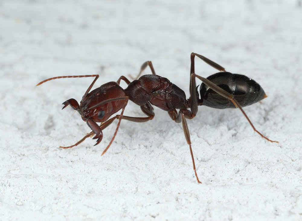 Колония odontomachus monticola | клуб любителей муравьев