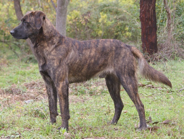 Азорская пастушья собака: описание породы, характер, фото | все о собаках