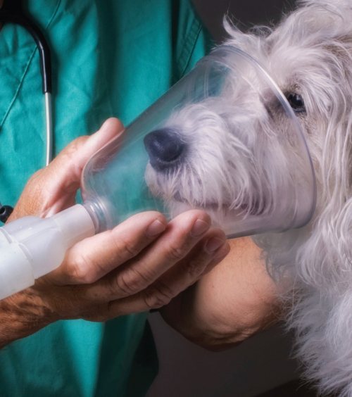 Заболевания органов дыхания у собак