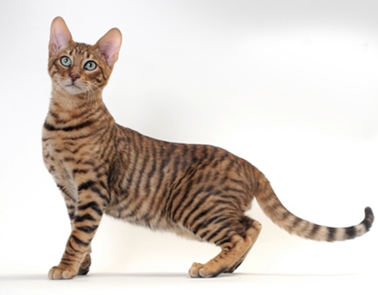 Серенгети кошка: фото, описание породы, цены, советы по уходу
