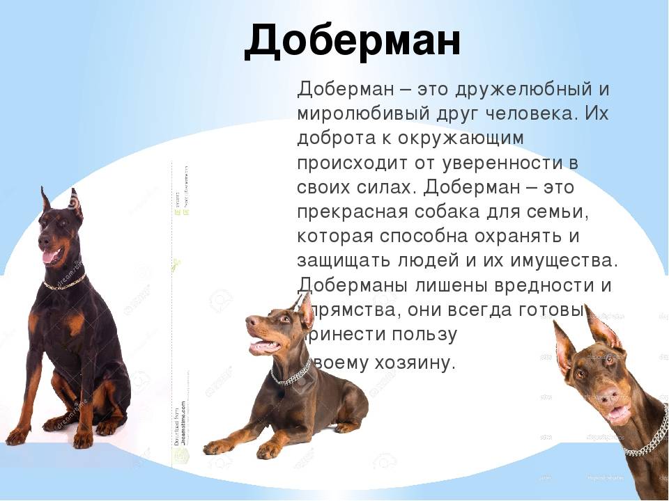 Порода собак пинчер описание, разновидности с фото, содержание и уход, цена