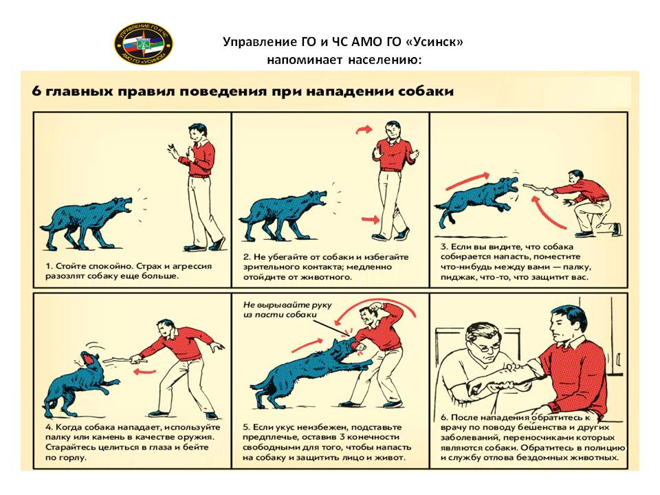 Что делать, если напала собака — как обезвредить - инструкция