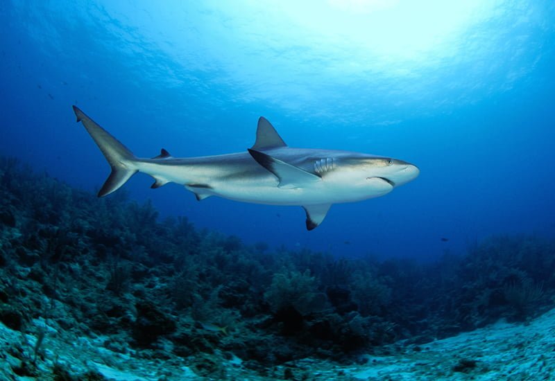 Есть ли акулы в средиземном море