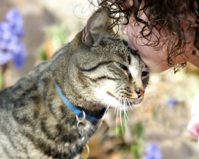 Как понять, что кошка любит тебя — признаки проявления кошачьей любви