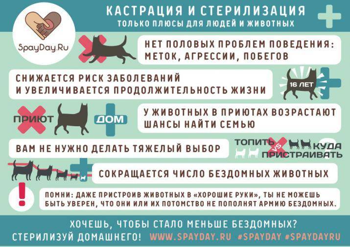 Стерилизация кошек: как проходит и в каком возрасте делать