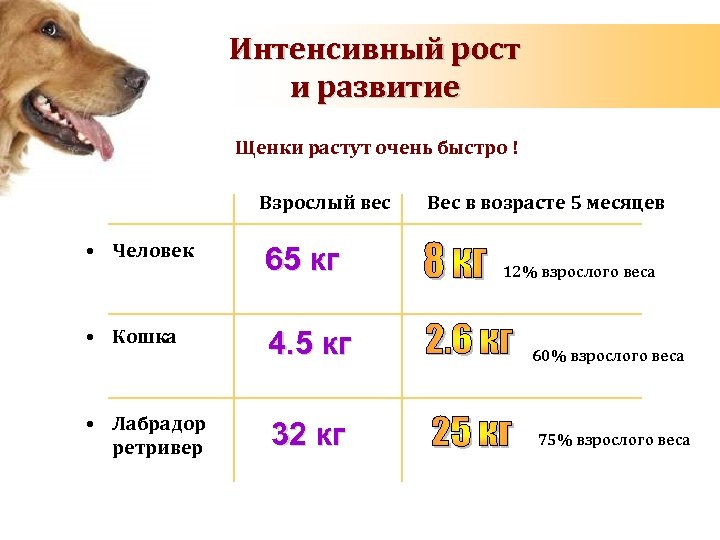 ᐉ сколько лет живут овчарки восточно европейской породы? - zoomanji.ru