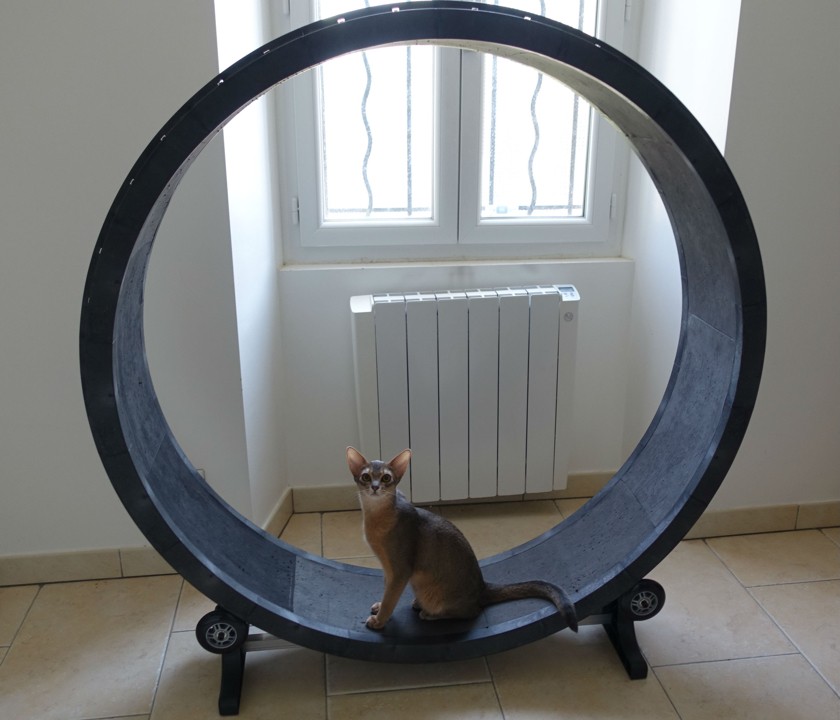 ᐉ беговое колесо для кошек - ➡ motildazoo.ru