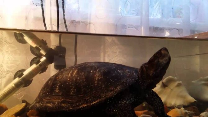 Водная черепаха: как ухаживать, описание, виды, фото, содержание черепах дома, как долго живет