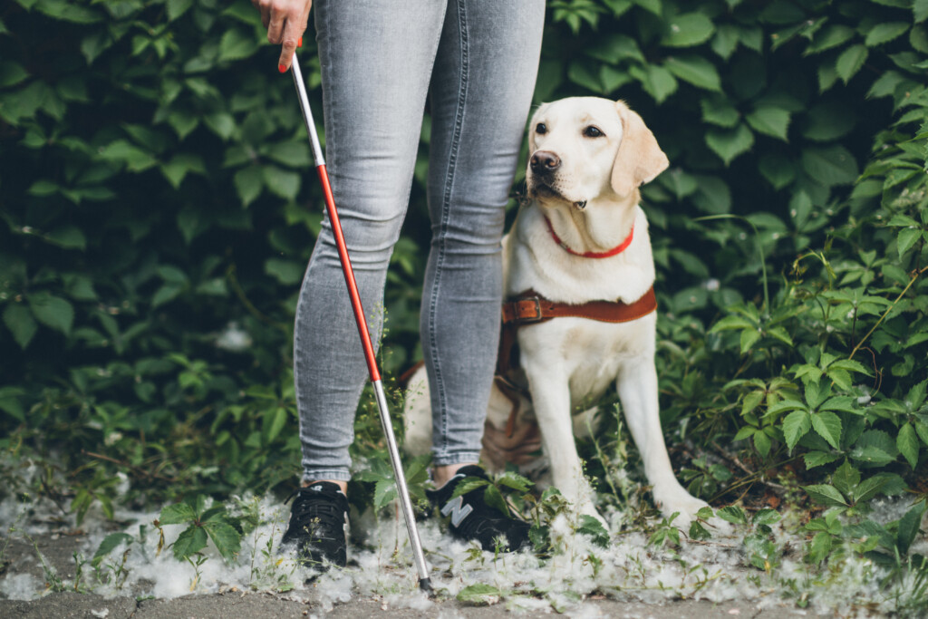 Собаки поводыри: 10 лучших пород-проводников для слепых с фотографиями собак