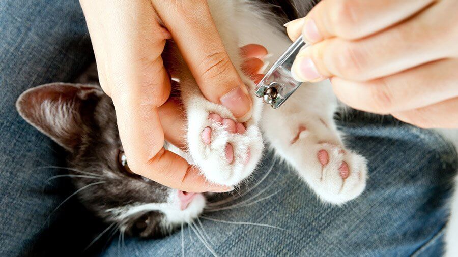Как подстричь когти кошке и коту?