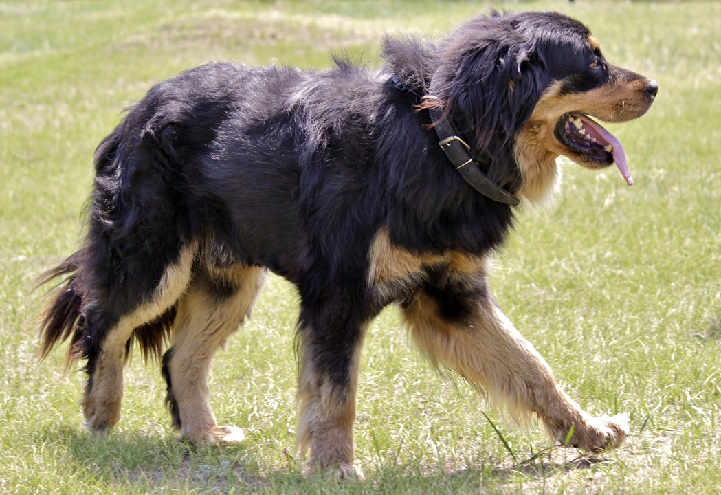 Бурят-монгольский волкодав – заботливый и верный сторожевой пес, сильный охотник