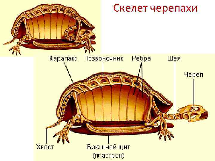 Отряд черепахи особенности строения. Строение черепахи сухопутной. Строение скелета красноухой черепахи. Строение органов красноухой черепахи. Строение панциря черепахи сухопутной.