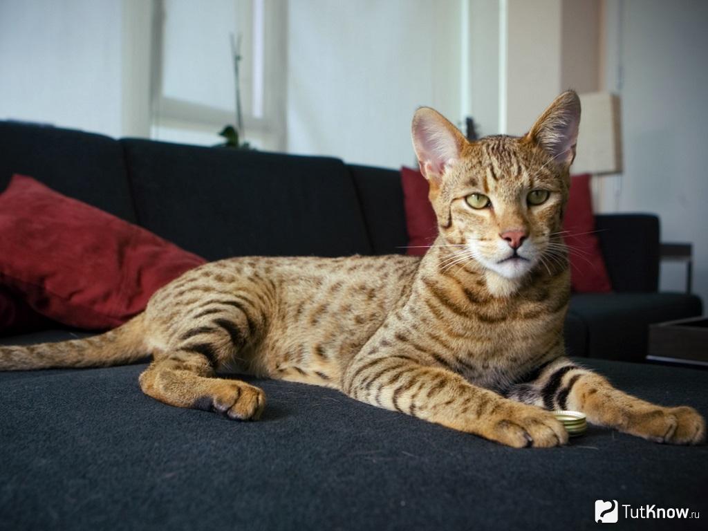 Экзотическая кошка породы ашера