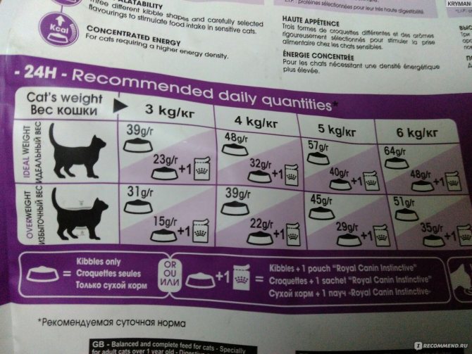Кормление кошек при истощении: продукты, рацион, специальные корма