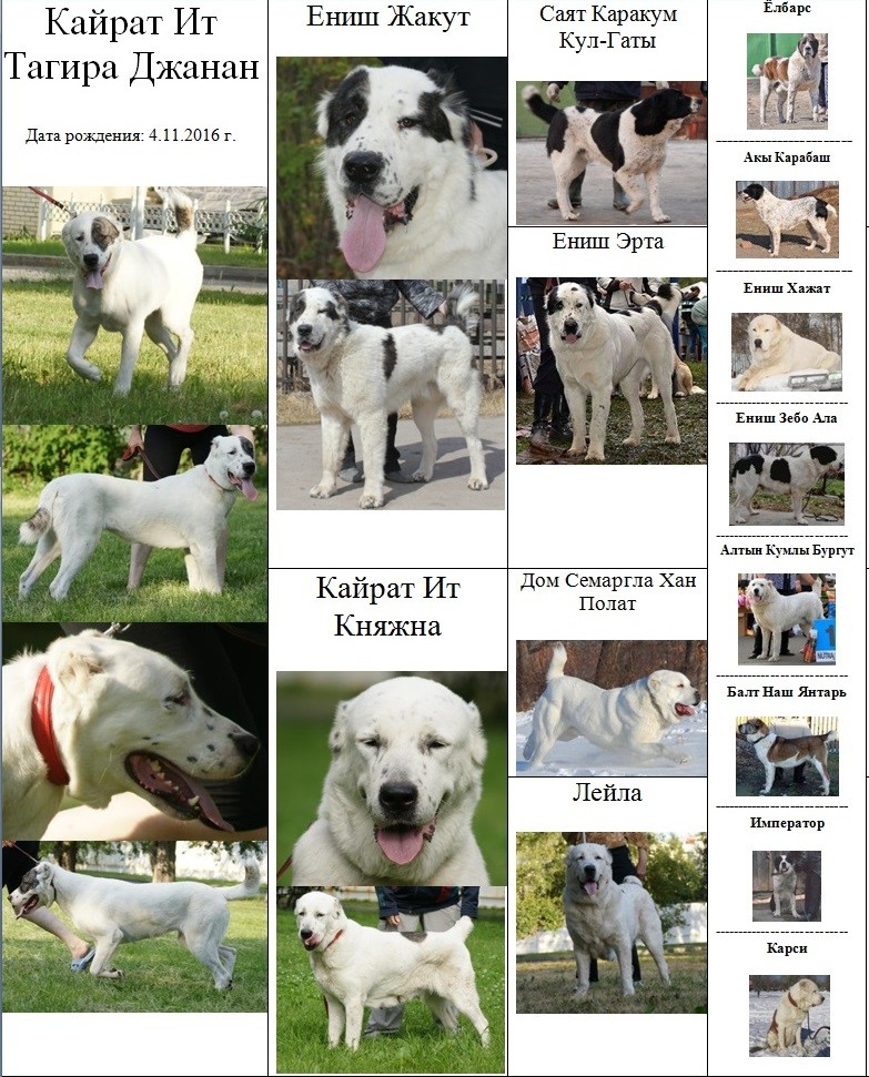 Белая собака: породы плюшевых и пушистых питомцев с белоснежной шерстью с названиями и фото
